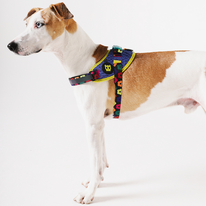 Peitoral para Cães Zee.Dog Fly Harness Farm Rio Samba - Tam 3