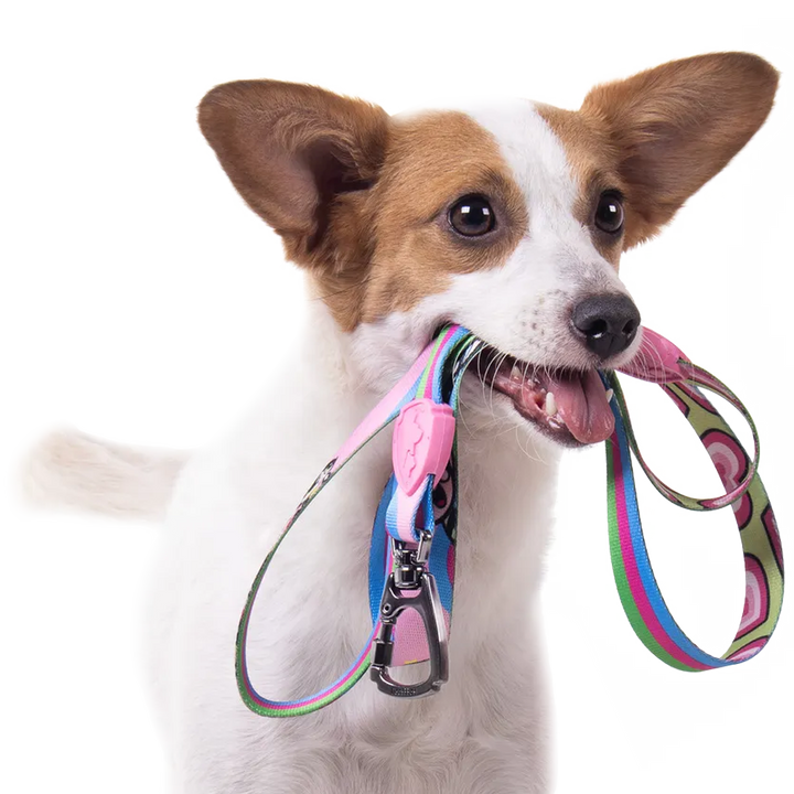 Guia Tradicional FreeFaro para Cães Meninas Superpoderosas - Tam. M