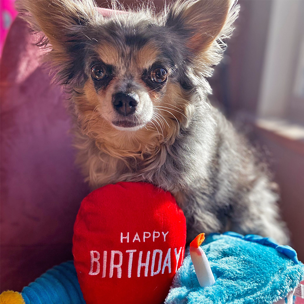 Pelúcia Pup Birthday Box cor Azul - Zippy Paws