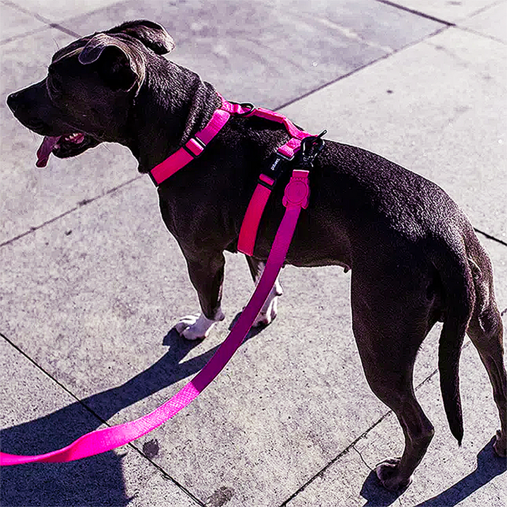 Peitoral Para Cachorro H Zee Dog Rosa Pink Led P