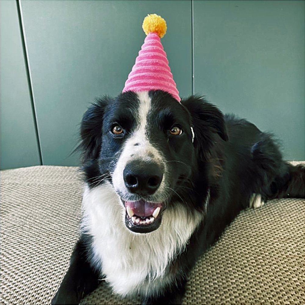Pelúcia Pup Birthday Box cor Rosa - Zippy Paws