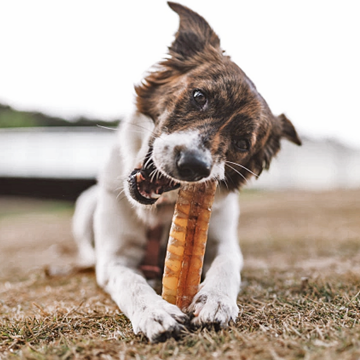 CrockSnack Tubinho de Traqueia Bovina Desidratada - Freebo Pet