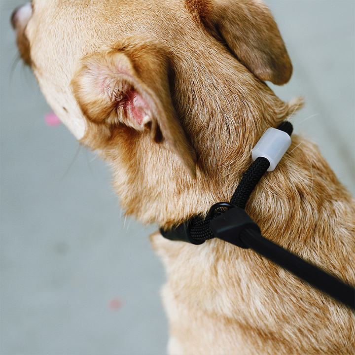 Guia Unificada Zee Dog Para Cães Slip N Lock Gotham