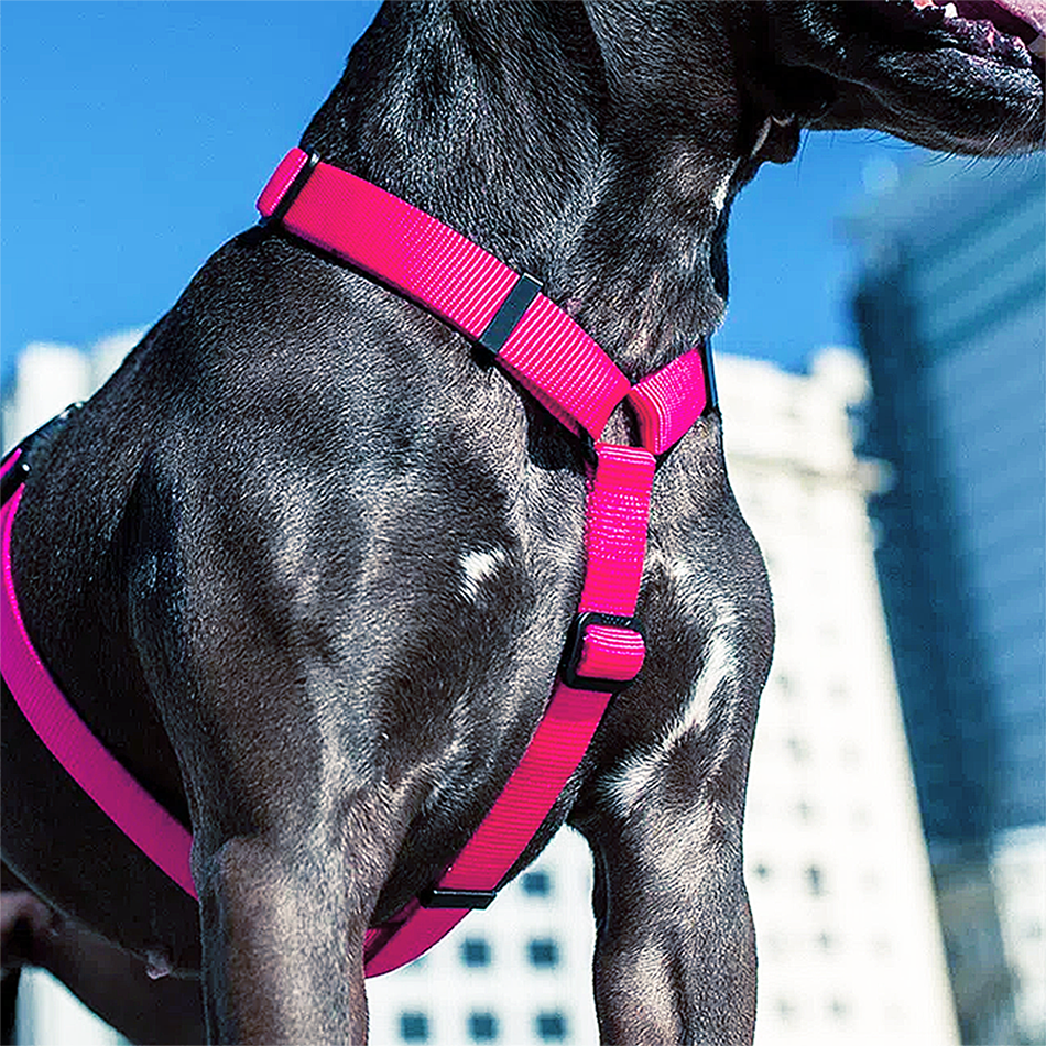 Peitoral Para Cachorro H Zee Dog Rosa Pink Led P