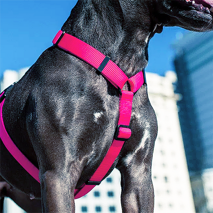 Peitoral Para Cachorro H Zee Dog Rosa Pink Led P
